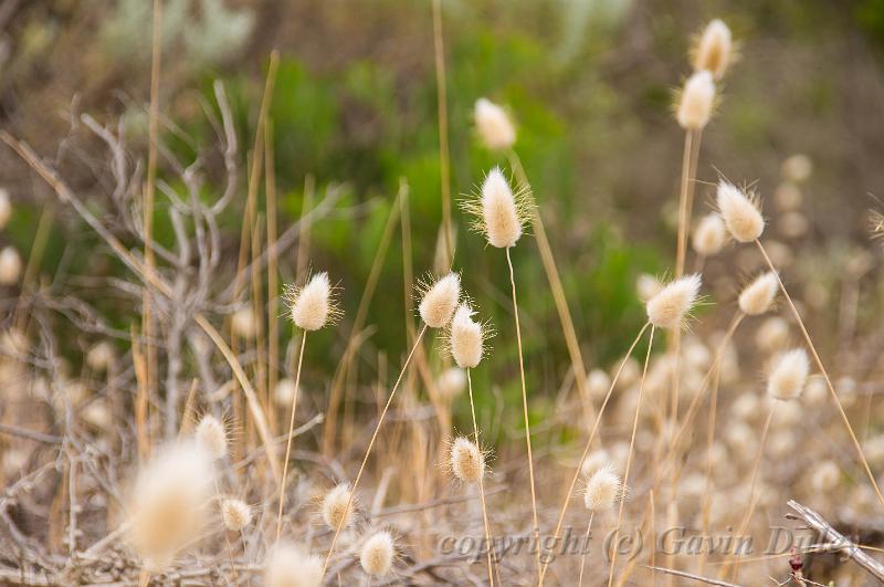 Grasses, Barwon Heads IMGP4413.jpg